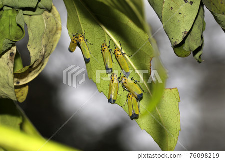 一群 Bothogonia ferrugines 一群 Bothogonia ferrugines 76098219