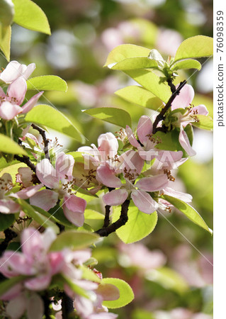 Chinese quince pink curren flowers 76098359