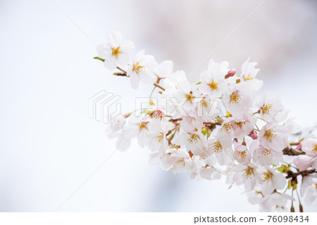 Cherry blossoms in full bloom, cherry blossom viewing, spring, season [March] at Okubiwako Parkway in Nagahama City, Shiga Prefecture 76098434