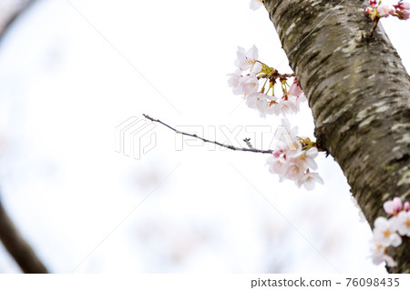 Cherry blossoms in full bloom, cherry blossom viewing, spring, season [March] at Okubiwako Parkway in Nagahama City, Shiga Prefecture 76098435
