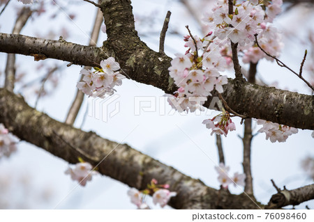 滋賀縣長濱市奧美湖公園大道櫻花盛開、賞櫻、春天、季節[3月] 76098460