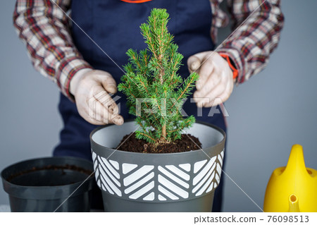 Hands of male gardener transplant small fir tree into new pot in studio on gray background. Gardening and care of domestic plants. Transplanting houseplant spruce from small to large pot at home Hands of male gardener transplant small fir tree into new pot in studio on gray background. Gardening and care of domestic plants. Transplanting houseplant spruce from small to large pot at home 76098513