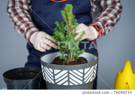 Gardening concept. Transplanting and seeding new plants fir-tree. Closeup on hands and pots. Man gardener transplants houseplant Conic spruce in new pot inside on the background of a gray wall Gardening concept. Transplanting and seeding new plants fir-tree. Closeup on hands and pots. Man gardener transplants houseplant Conic spruce in new pot inside on the background of a gray wall 76098514