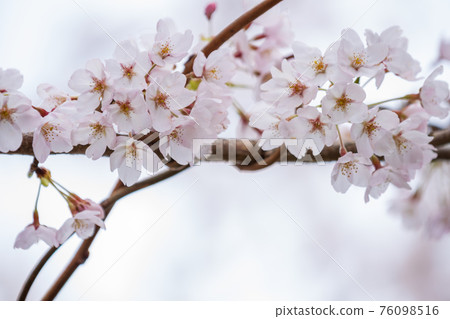 Cherry blossoms in full bloom, cherry blossom viewing, spring, season [March] at Okubiwako Parkway in Nagahama City, Shiga Prefecture 76098516