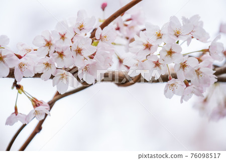Cherry blossoms in full bloom, cherry blossom viewing, spring, season [March] at Okubiwako Parkway in Nagahama City, Shiga Prefecture 76098517