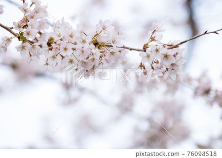Cherry blossoms in full bloom, cherry blossom viewing, spring, season [March] at Okubiwako Parkway in Nagahama City, Shiga Prefecture 76098518