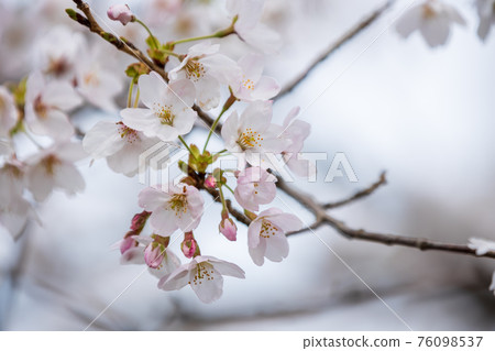 Cherry blossoms in full bloom, cherry blossom viewing, spring, season [March] at Okubiwako Parkway in Nagahama City, Shiga Prefecture 76098537