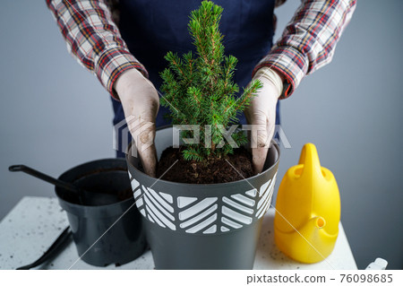 Hands close-up of male gardener in uniform and gloves transplants house plant of genus of coniferous evergreen trees into new pot on gray background inside. Replanting small spruce tree in big pot Hands close-up of male gardener in uniform and gloves transplants house plant of genus of coniferous evergreen trees into new pot on gray background inside. Replanting small spruce tree in big pot 76098685