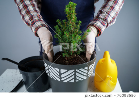 Hands of male gardener transplant small fir tree into new pot in studio on gray background. Gardening and care of domestic plants. Transplanting houseplant spruce from small to large pot at home Hands of male gardener transplant small fir tree into new pot in studio on gray background. Gardening and care of domestic plants. Transplanting houseplant spruce from small to large pot at home 76098686