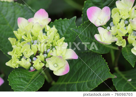 Flower bud of Amaranth · Hydrangea 76098703