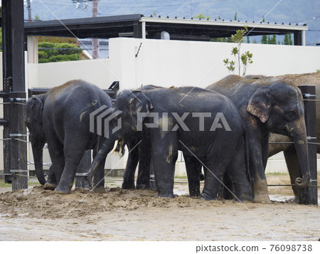 京都市動物園的亞洲像在泥濘中玩耍 76098738