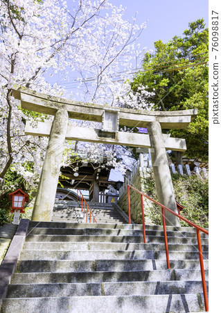 院內櫻花盛開的愛宕神社（福岡縣福岡市） 76098817