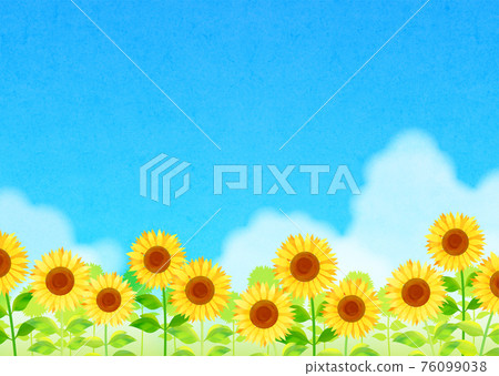 Background material_Sunflower Sunflower blue sky Background material_Sunflower Sunflower blue sky 76099038