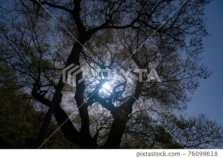 Gourd-shaped cherry blossoms on a moonlit night 76099618