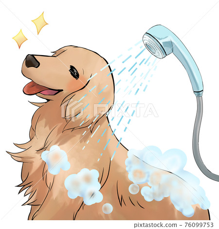 金毛獵犬洗澡 金毛獵犬洗澡 76099753