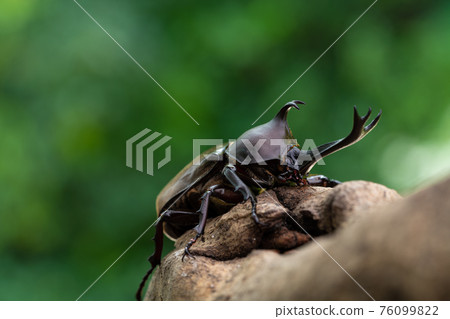 A male rhinoceros beetle clinging to a tree in the forest A male rhinoceros beetle clinging to a tree in the forest 76099822