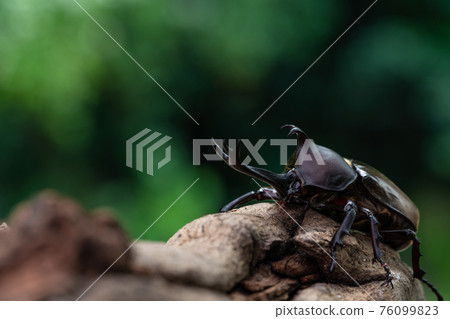 A male rhinoceros beetle clinging to a tree in the forest A male rhinoceros beetle clinging to a tree in the forest 76099823