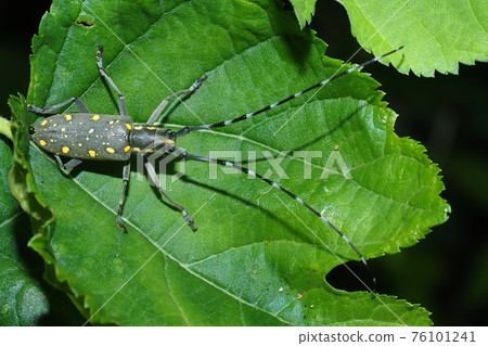 Kiboshikamikiri Kiboshikamikiri 76101241