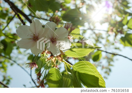 Hazakura and sunbeams Hazakura and sunbeams 76101658