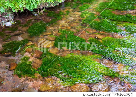 Spring of Yuza Yamagata, plum blossom algae of Ushiwatagawa Spring of Yuza Yamagata, plum blossom algae of Ushiwatagawa 76101704
