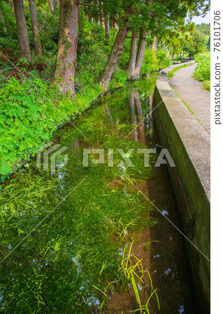 山形遊座的春天,牛渡川的梅花藻 山形遊座的春天,牛渡川的梅花藻 76101706