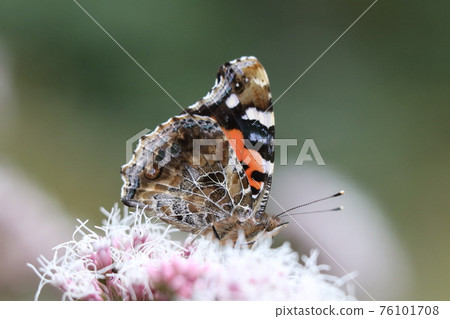 紅海軍上將和不二坂 紅海軍上將和不二坂 76101708