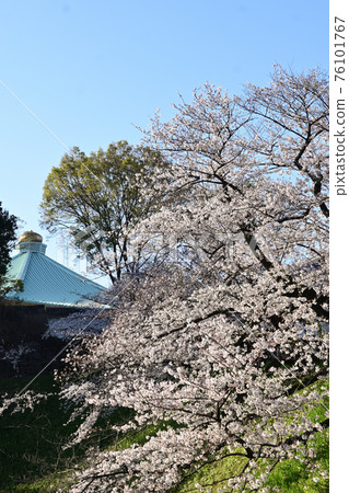 Chiyoda-ku, Tokyo Nippon Budokan Spring cherry blossoms in full bloom (main cherry blossoms) 76101767