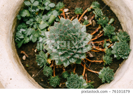 Sempervivum succulent plant in a flower pot, top view close-up. Sempervivum succulent plant in a flower pot, top view close-up. 76101879