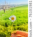 A hand offering daisies in the foliage 76101981