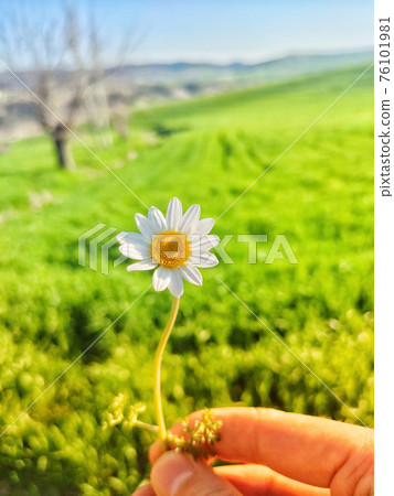 A hand offering daisies in the foliage A hand offering daisies in the foliage 76101981