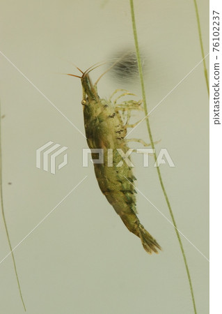 Embraced minaminuma shrimp hanging from algae Embraced minaminuma shrimp hanging from algae 76102237