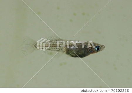 Side view of underwater medaka Side view of underwater medaka 76102238