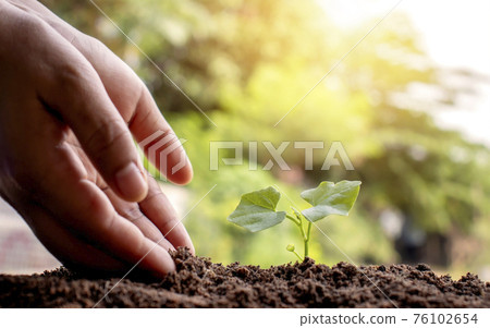 Close-up of both hands of farmers, pay attention to small plants by putting the soil in seedlings that are planted on the ground. 76102654