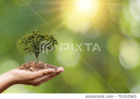 Trees are planted on the ground in human hands with natural green backgrounds, the concept of plant growth and environmental protection. Trees are planted on the ground in human hands with natural green backgrounds, the concept of plant growth and environmental protection. 76102663