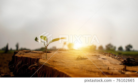 The saplings sprouting on the cut stump, including the rising sun, the concept of plant growth and the new beginning of the plant. 76102665