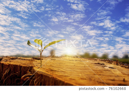 The saplings sprouting on the cut stump, including the rising sun, the concept of plant growth and the new beginning of the plant. 76102668