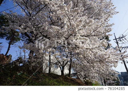 正陵谷、正陵川、櫻花、小巷、老房子 76104285