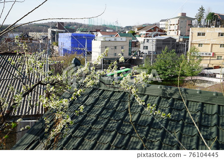 正陵谷、正陵川、櫻花、小巷、小路 正陵谷、正陵川、櫻花、小巷、小路 76104445