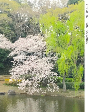 櫻桃樹 櫻桃樹 76104693