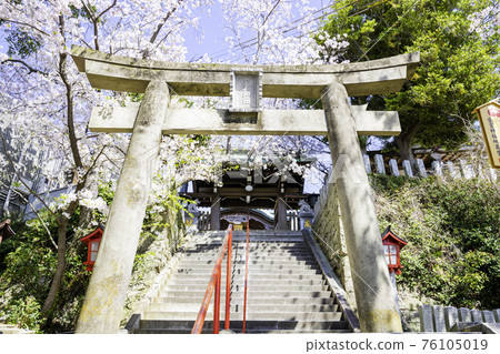 Atago Shrine (Fukuoka City, Fukuoka Prefecture) with beautiful cherry blossoms in full bloom in the precincts 76105019