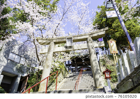 Atago Shrine (Fukuoka City, Fukuoka Prefecture) with beautiful cherry blossoms in full bloom in the precincts 76105020