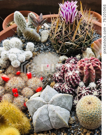 Planting succulent plants Planting succulent plants 76105068