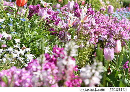 可愛的矢車菊和 nemohira 花在藍天下綻放 76105184