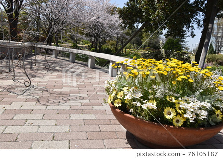 可愛的矢車菊和 nemohira 花在藍天下綻放 76105187