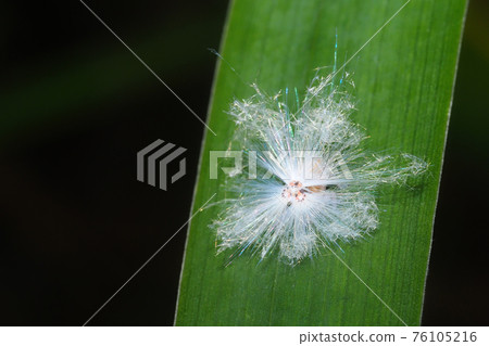 Pochazia albino larva (directly above) 76105216