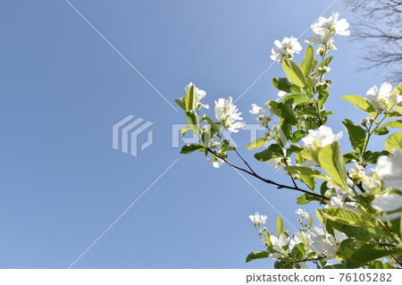 Cute bluebonnet and nemohira flowers blooming under the blue sky Cute bluebonnet and nemohira flowers blooming under the blue sky 76105282