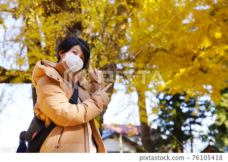 Large ginkgo tree at Shin Miyano Shrine, Kitakata City, Fukushima Prefecture 76105418