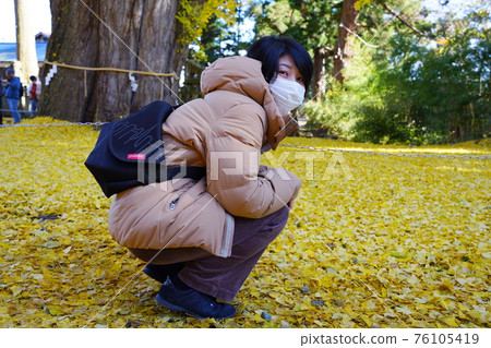 Large ginkgo tree at Shin Miyano Shrine, Kitakata City, Fukushima Prefecture 76105419