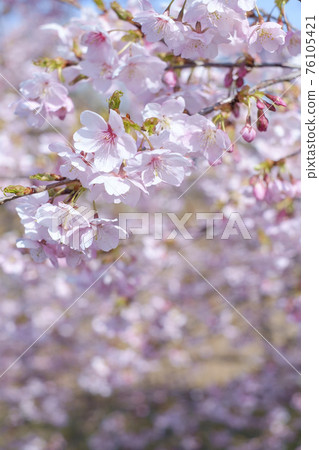 Cold cherry blossoms in early spring Cold cherry blossoms in early spring 76105421