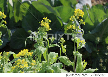 Turnips that bloomed due to late harvest Turnips that bloomed due to late harvest 76105488
